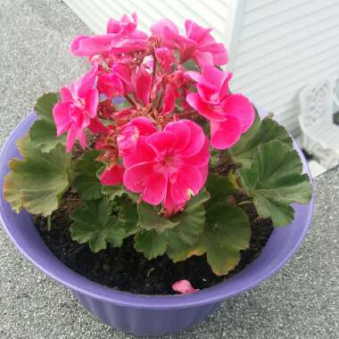 Cranesbill (Geranium)