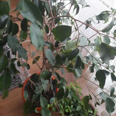 Ficus benjamina 'Exotica'