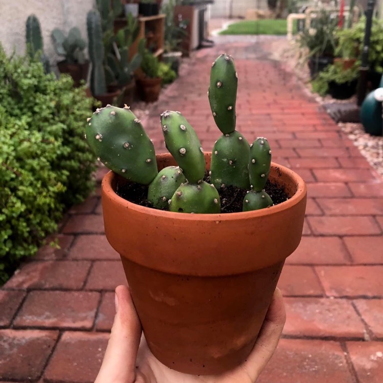 Plant image Opuntia canterae  syn. Opuntia elata