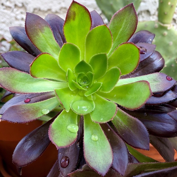 Plant image Aeonium Arboreum Chocolate Rose