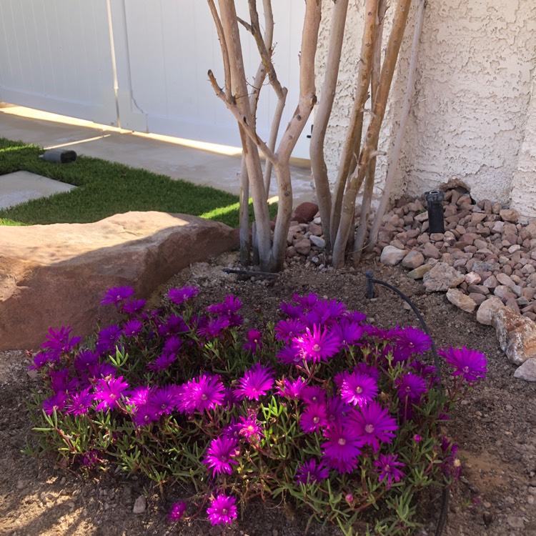 Plant image Delosperma 'Table Mountain'