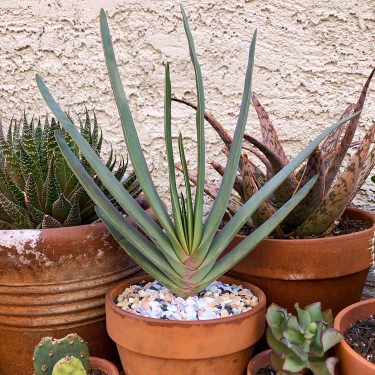 Plant image Aloe Plicatilis