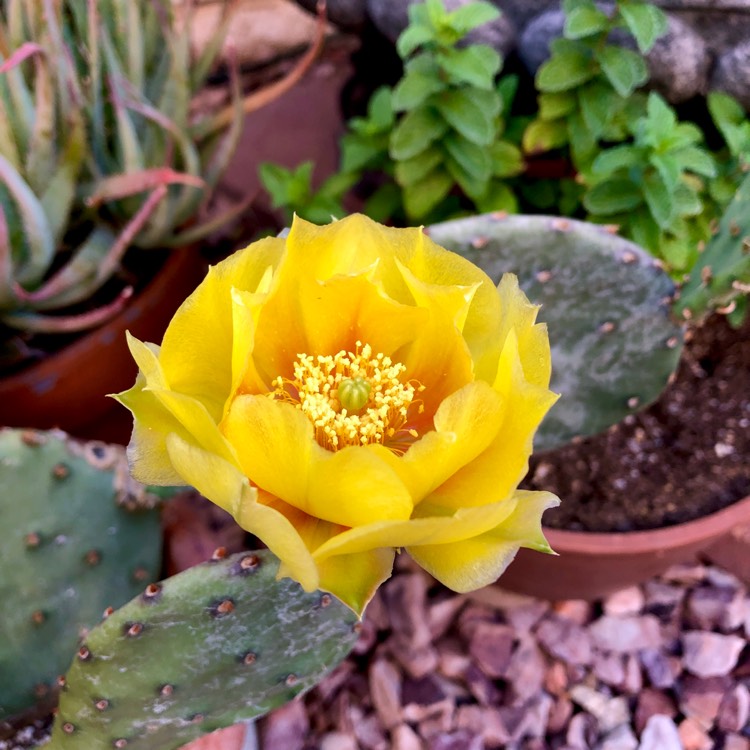 Plant image Opuntia humifusa