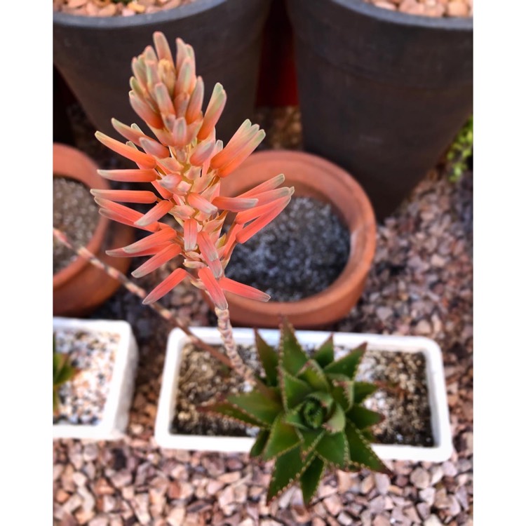 Plant image Aloe Perfoliata