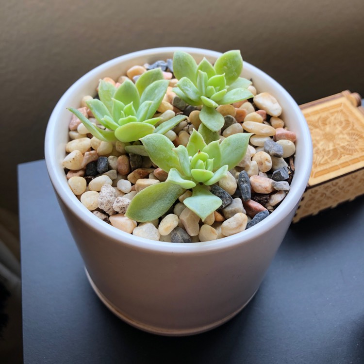 Plant image Graptopetalum Macdougallii