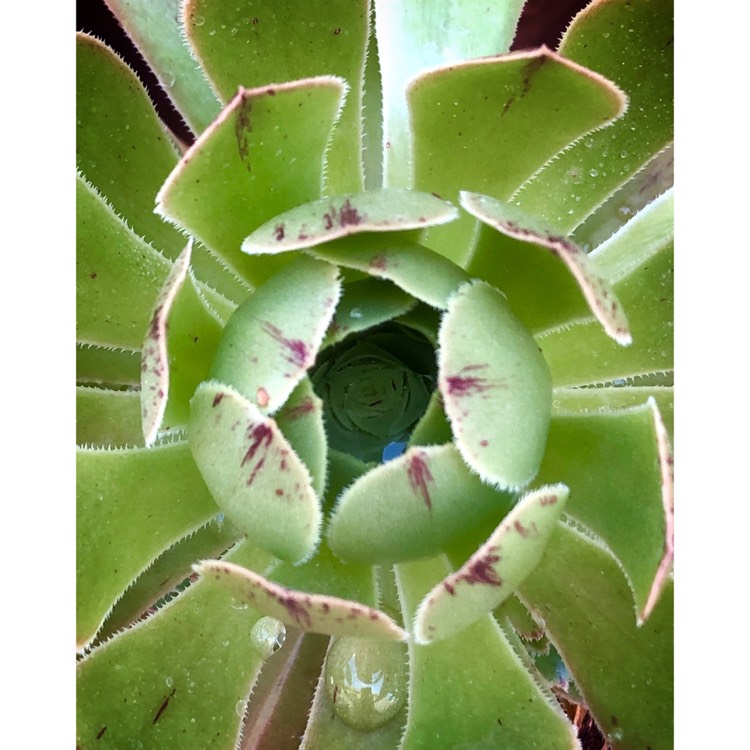 Plant image Aeonium Arboreum Green Rose