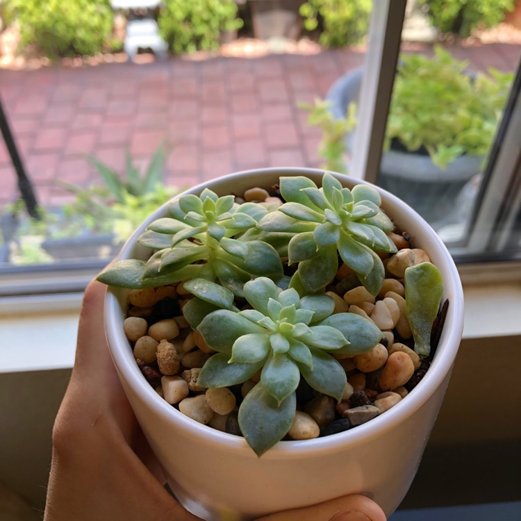 Plant image Graptopetalum Macdougallii