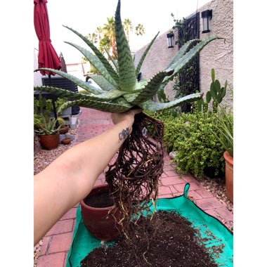 Aloe Saponaria