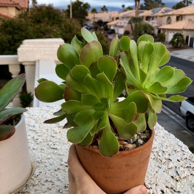 Tree Aeonium ‘Blushing Beauty'