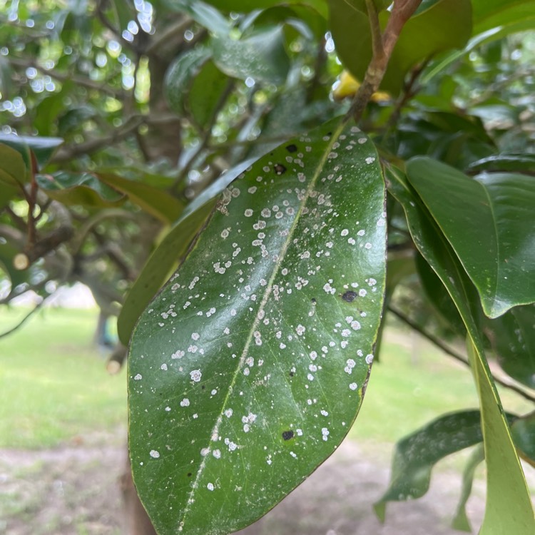 Plant image Magnolia Grandiflora