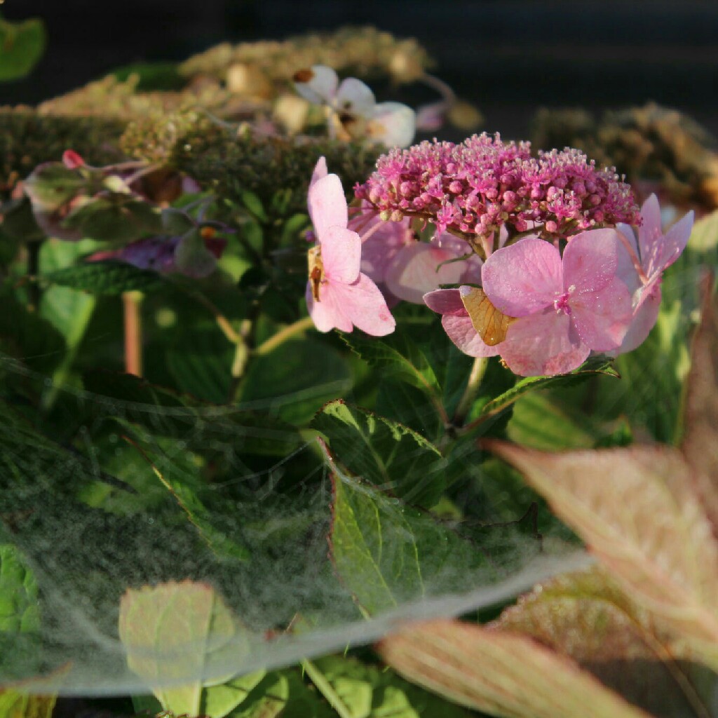 Hydrangea macrophylla 'Normalis'