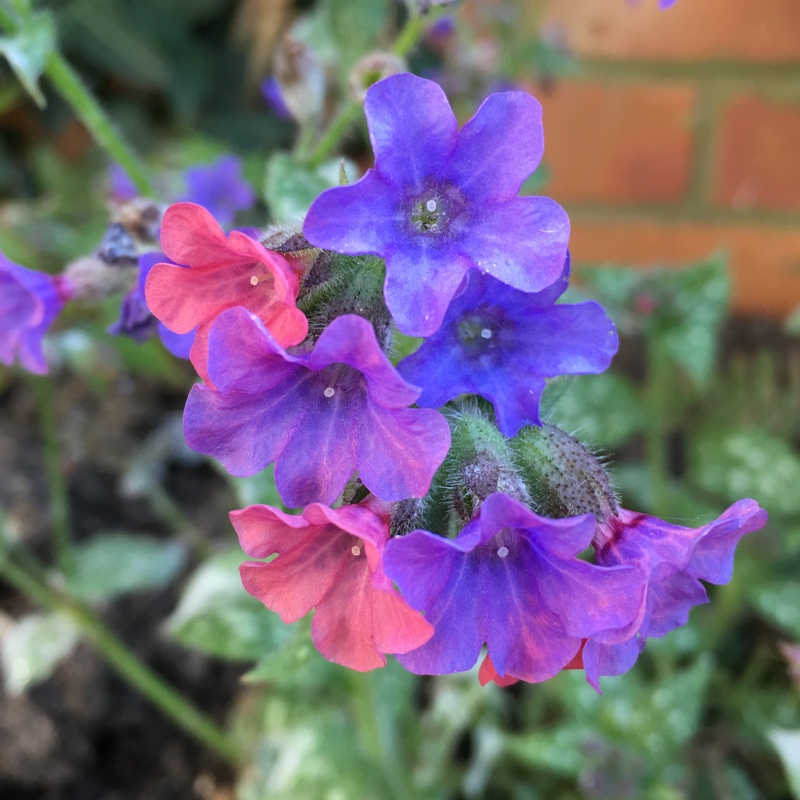 Plant image Pulmonaria