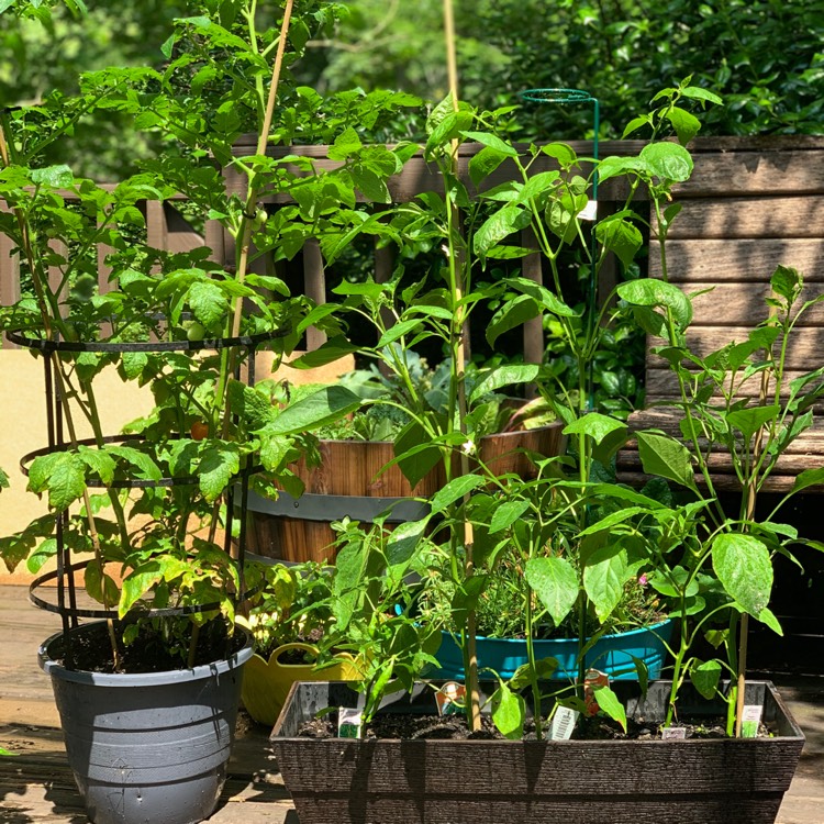 Plant image Capsicum Annuum 'Mammoth Jalapeno Pepper'