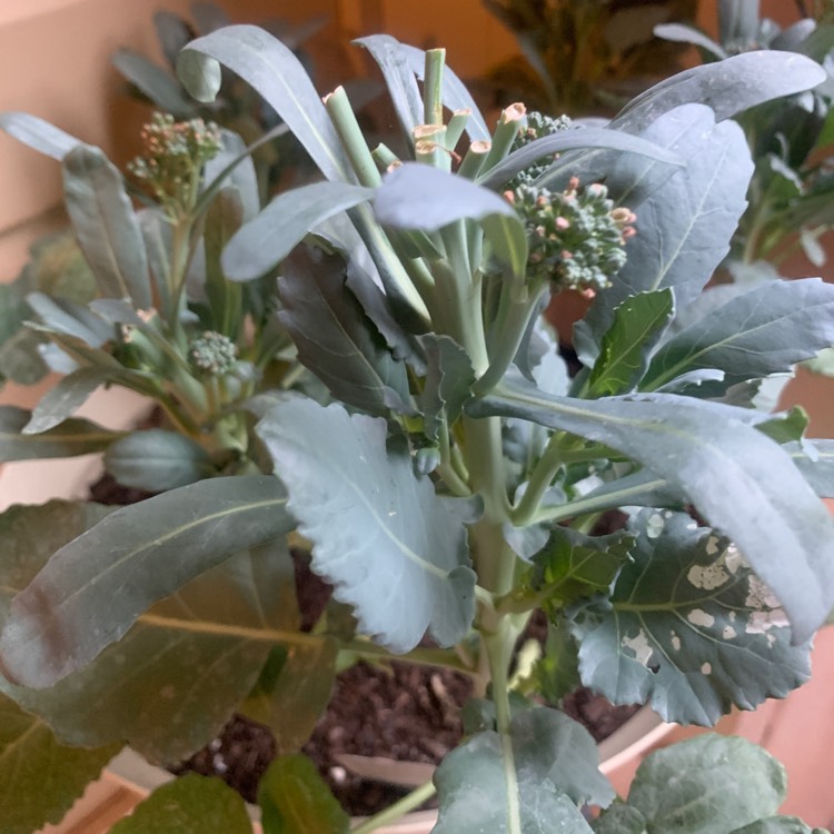 Plant image Brassica oleracea (Italica Group x Alboglabra Group)