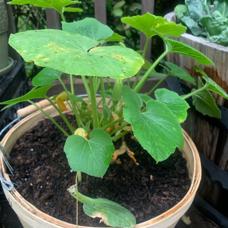 Plant image Cucurbita Maxima 'Buttercup'