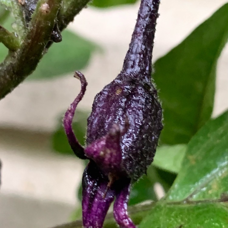 Plant image Solanum melongena 'Ichiban'