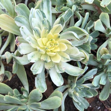 Aeonium Suncup