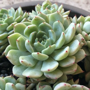 Echeveria Nobaranosei