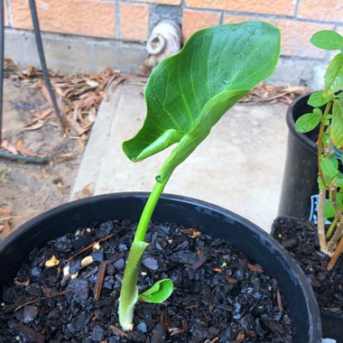 Arum palaestinum