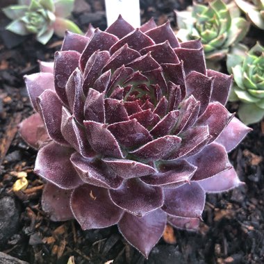 Sempervivum Gabrielle