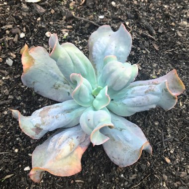 Echeveria Culibra