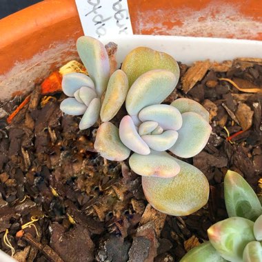 xGraptoveria Margaret Rose