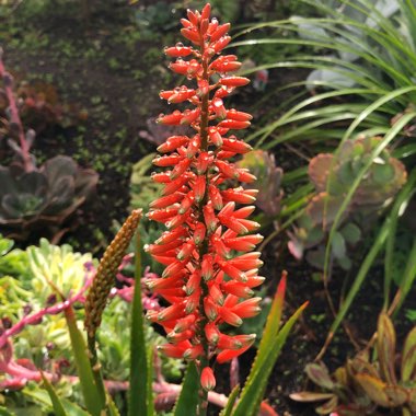 Aloe Mighty Coral