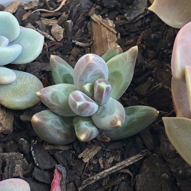 Pachyphytum compactum