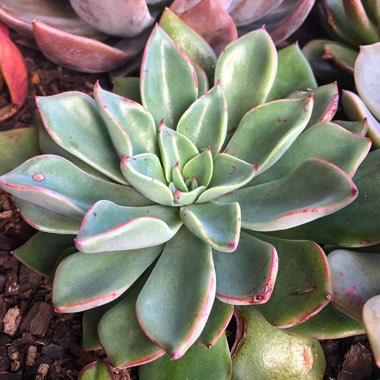 Echeveria Riga