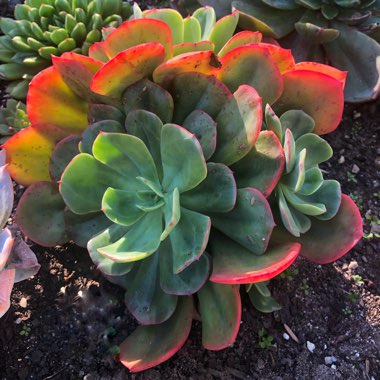 Echeveria Briar Rose