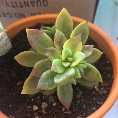 Graptopetalum Claret