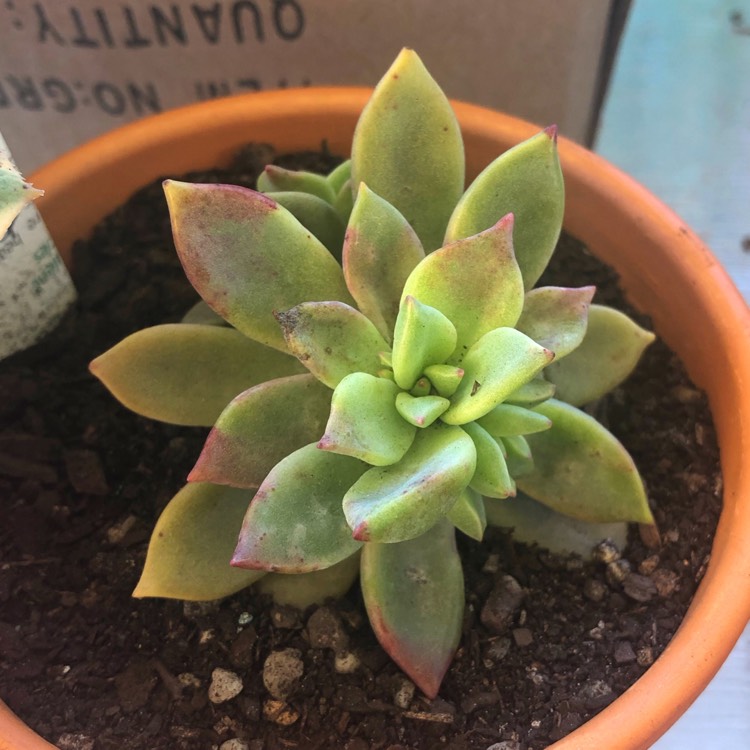 Plant image Graptopetalum Claret