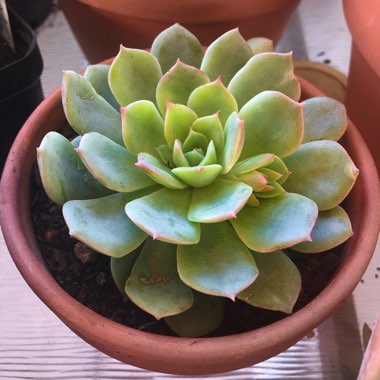 Echeveria Van Breen