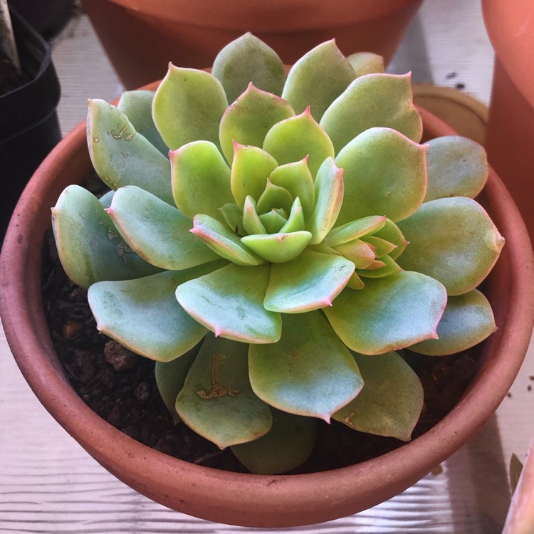 Plant image Echeveria Van Breen