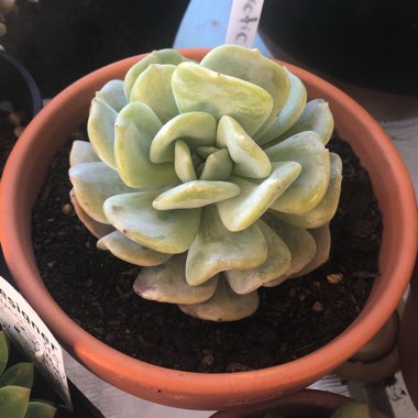 Echeveria Exotic