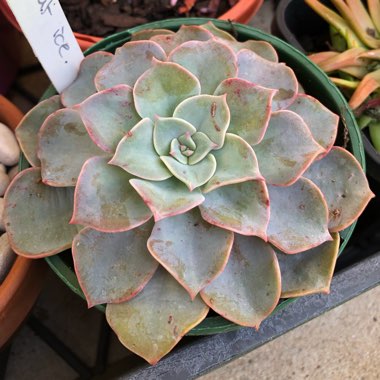 xGraptoveria Coconut Ice