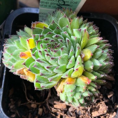 Sempervivum Emmchen