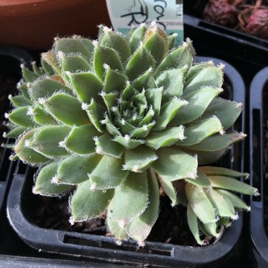 Sempervivum Arachnoideum Rubin