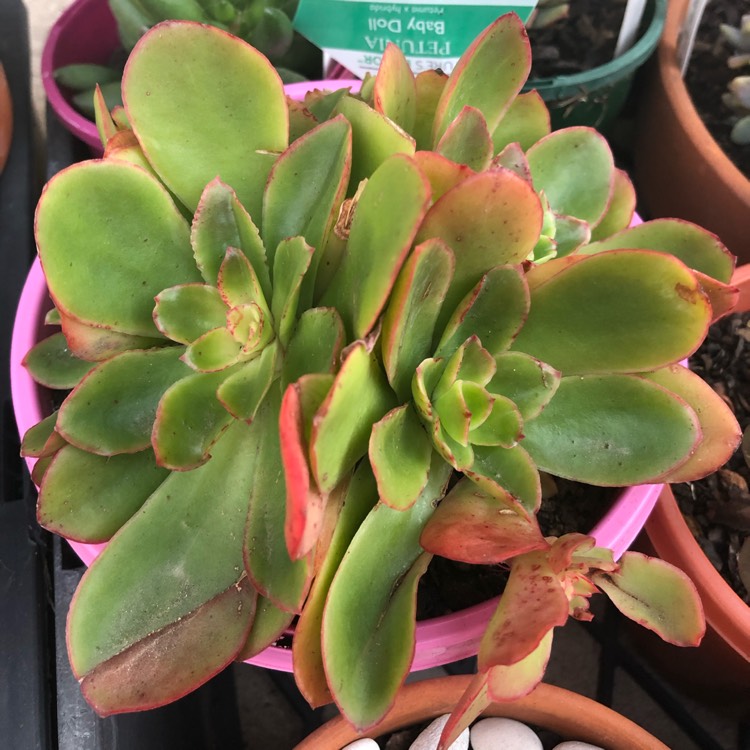 Plant image Echeveria Candy