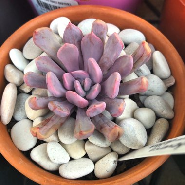 xGraptoveria Topsy Debbi