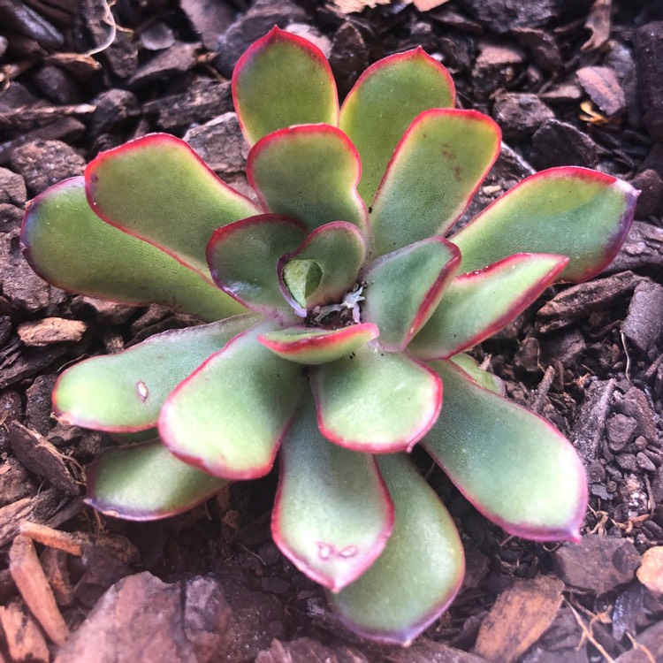 plant image 1103728