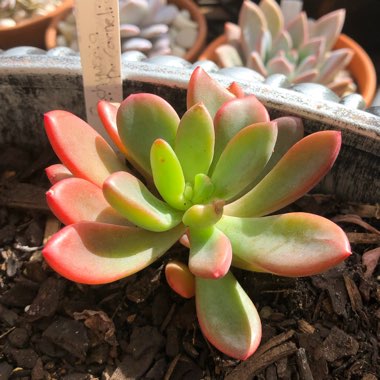 x Pachyveria Dr Cornelius