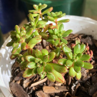 Aeonium Sedifolium