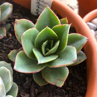 Echeveria Green Smile