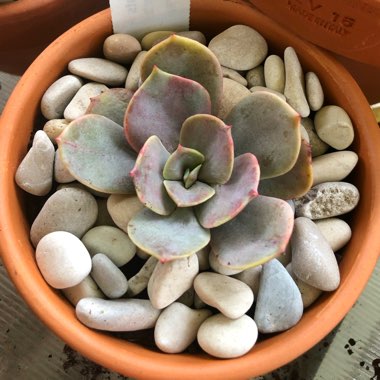 Echeveria Lolita