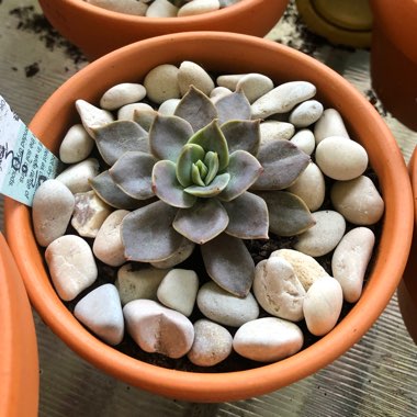 Echeveria Linda Jean