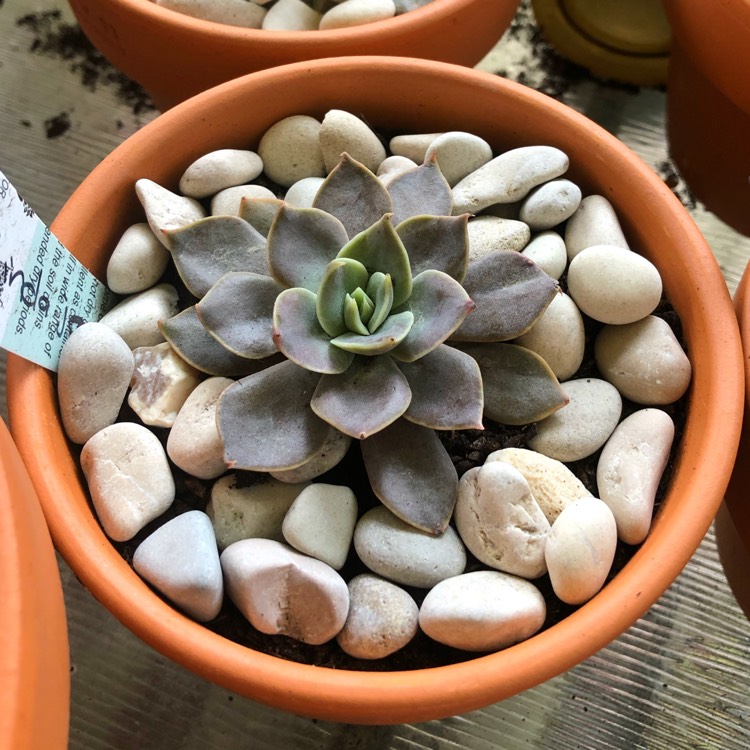 Plant image Echeveria Linda Jean