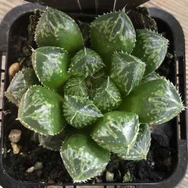 Haworthia Mirrorball