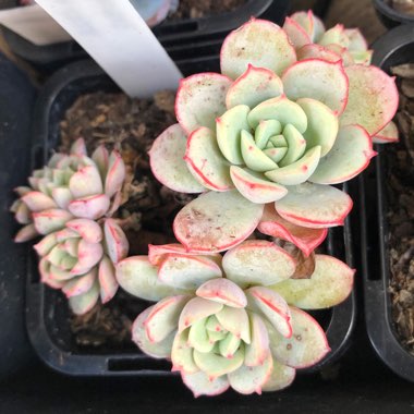 Echeveria subcorymbosa Lau 026