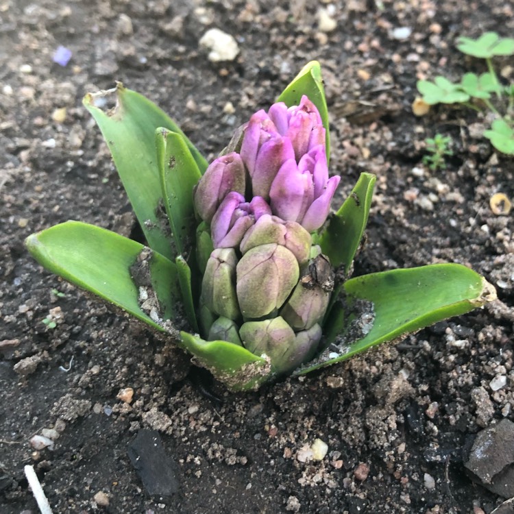 Plant image Hyacinthus orientalis 'Splendid Cornelia'